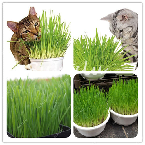 1000 pcs Cat Grass Bonsai Herb Edible Foliage Plant Wheat Grass Mint Smell Superior  For Your  Easy  Grow